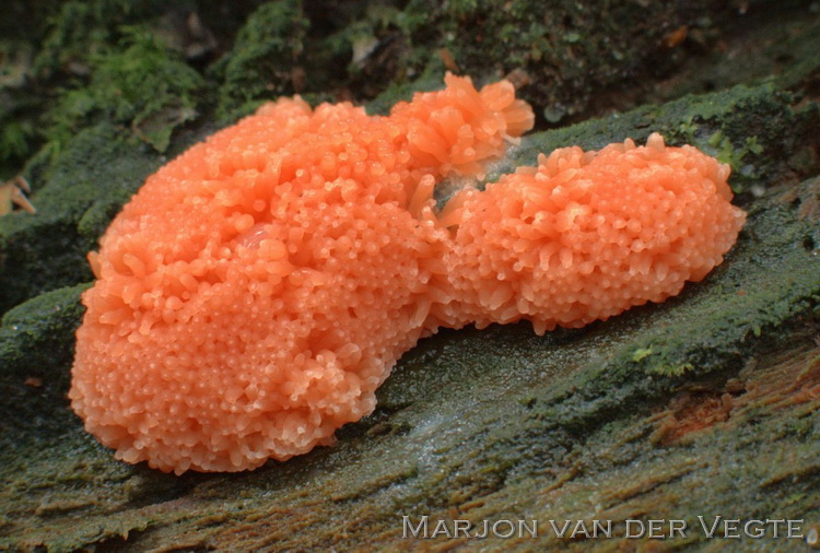 Rossig buiskussentje - Tubifera arachnoidea